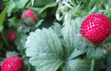 蛇莓种子价格及种植方法 蛇莓苗多少钱一颗