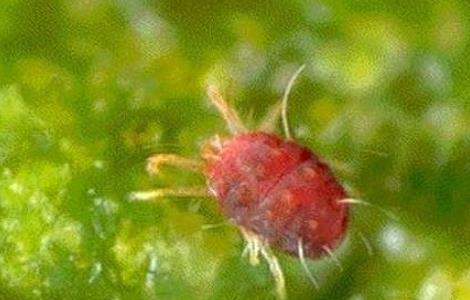 栀子花常见的病虫害及防治方法 栀子花常见的病虫害及防治方法视频