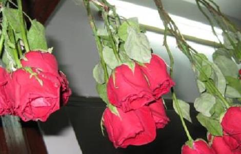 玫瑰干花制作方法（做玫瑰花的方法 手工）