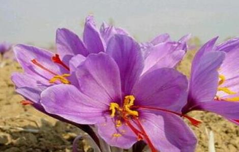 藏红花简介及产地分布 藏红花 主要产地