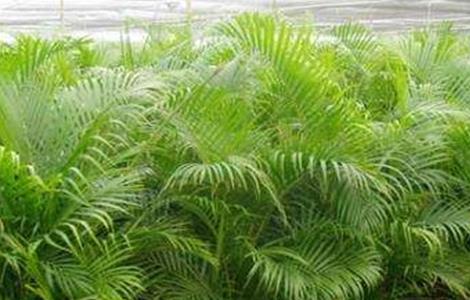 凤尾竹的养殖方法和注意事项 散尾葵的养殖方法和注意事项