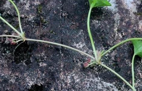 积雪草的繁殖方法 积雪草的种植方法
