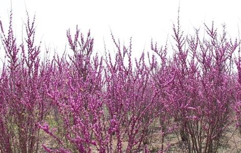 紫荆的栽培技术 紫荆的栽培和管理