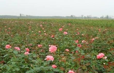 玫瑰花 扦插方法 繁殖技术