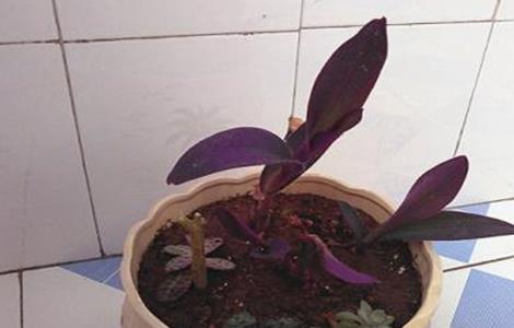紫罗兰扦插繁殖技术