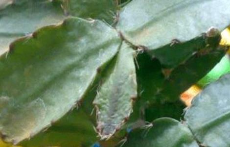 蟹爪兰叶子变薄变软原因及解决方法