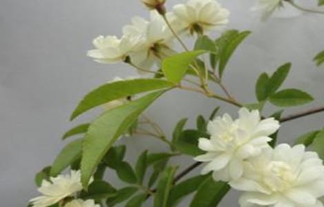 木香花的养殖方法和注意事项 木香花的养护方法