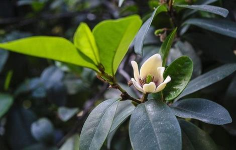 含笑花 繁殖方法