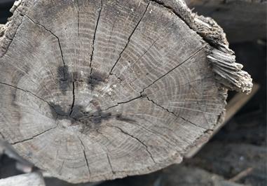 大树的年轮较密的向什么面，年轮能告诉我们什么