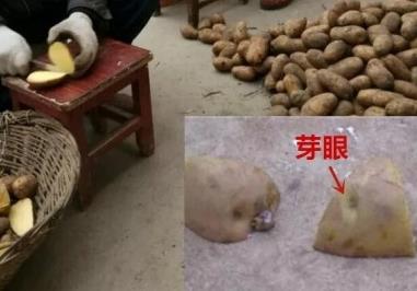 种土豆的方法，用什么底肥最好（种土豆需要什么肥）