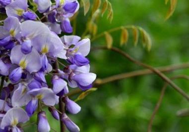 紫藤的花语和寓意，有什么传说故事 紫藤的花语和寓意,有什么传说故事吗