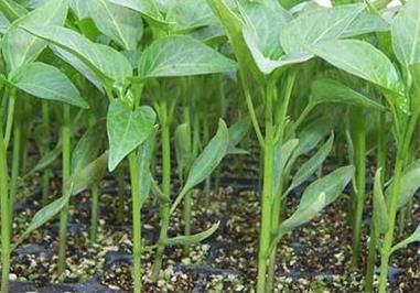 辣椒育苗需多少天出芽，怎么浇水和施肥