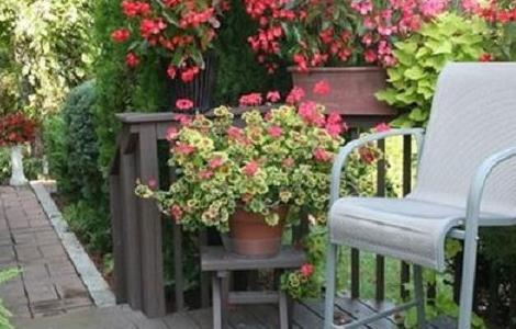 夏季室外盆栽植物养护技巧 夏季室外盆栽植物养护技巧与方法