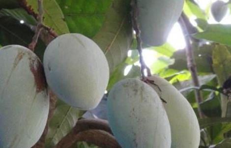 芒果树的种植与养护 为什么家里不能种芒果树