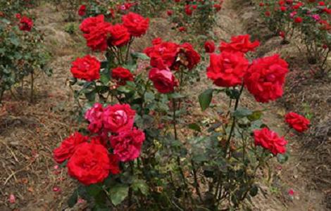 玫瑰花种子怎么种，玫瑰花种子的种殖方法