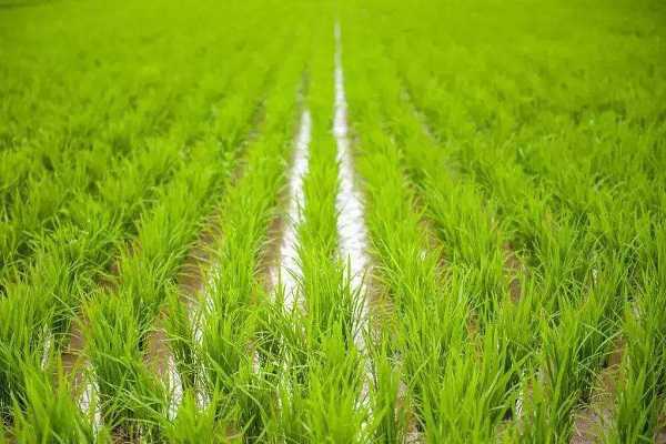 水稻秧苗怎么培育 水稻的生长过程