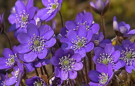 紫罗兰的花语是什么（彼岸花的花语是什么）