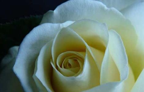白玫瑰的花语是什么（玫瑰花的品种）