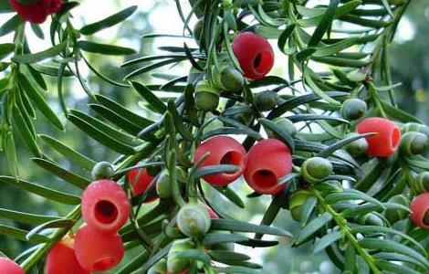 红豆杉的养殖方法和注意事项