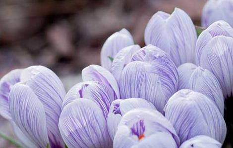 紫色郁金香的花语和故事传说（紫色郁金香花语和寓意）