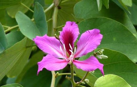 紫荆花的花语和象征意义 紫荆花的花语和象征意义英文