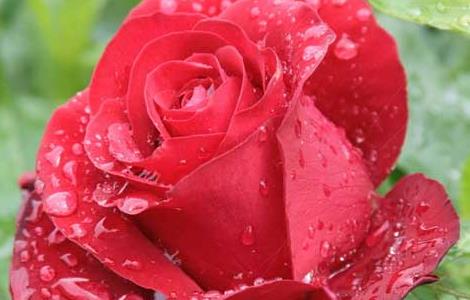 玫瑰花的繁殖方法（玫瑰花的繁殖方法与栽培技术视频）