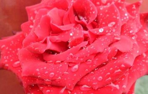 不同颜色和数量的玫瑰花语分别是什么？