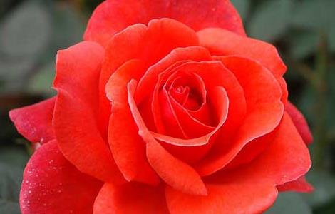 玫瑰花的功效与作用 玫瑰花的功效与作用主治