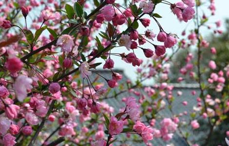 海棠花花语