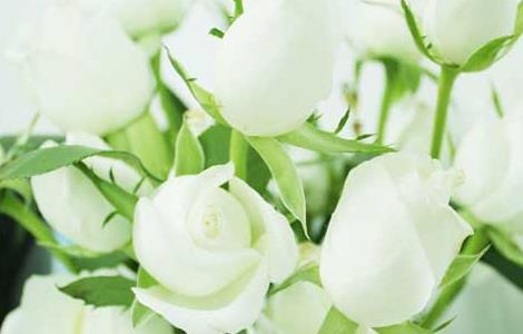白玫瑰的花语
