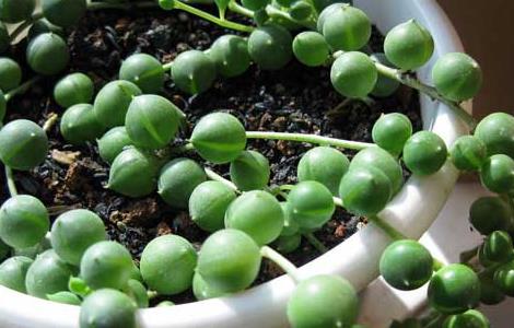 珍珠吊兰的养殖方法