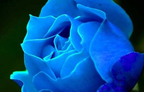 蓝玫瑰的花语是什么（碎冰蓝玫瑰的花语是什么）