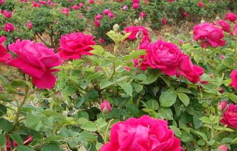 玫瑰花种子种植方法