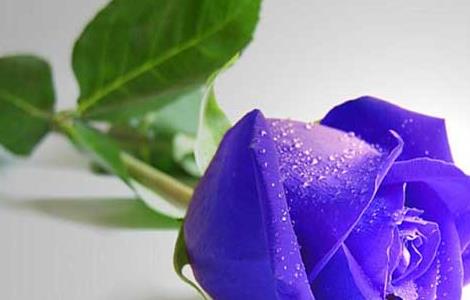 紫玫瑰的花语是什么 紫玫瑰花语是什么意思 寓意