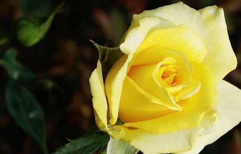 黄玫瑰花语是什么（黄玫瑰花图片）