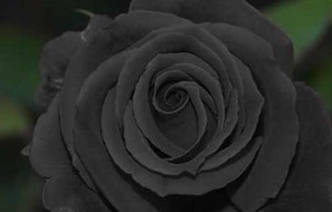 黑玫瑰花语是什么?（黑玫瑰一般送什么人）