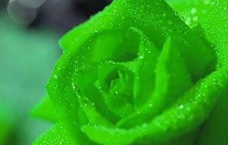 绿玫瑰花语