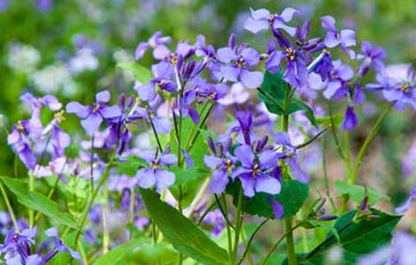 紫罗兰的传说 十二星座的守护花