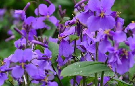 紫罗兰的品种分类 紫罗兰品种介绍