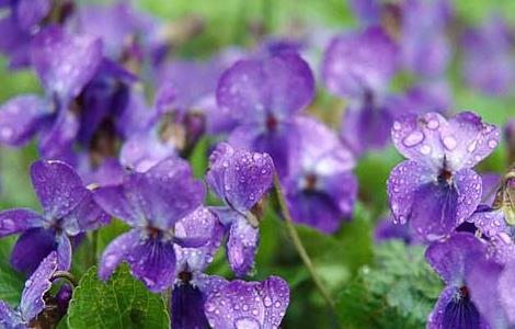 紫罗兰的品种分类