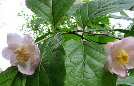 夏腊梅种植技术 夏腊梅种植技术视频