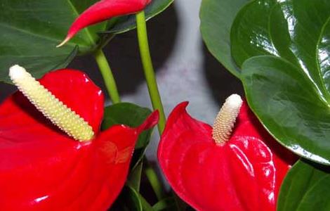 红掌的花语是什么 红掌花语是什么花