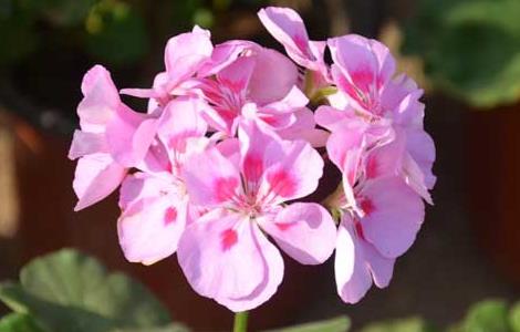 天竺葵花语是什么 天竺葵的花语和象征意义