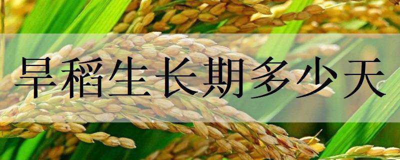 旱稻生长期多少天 旱稻生长期多少天合适