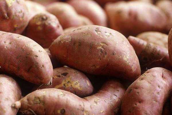 红薯什么时候打芸苔素，如何合理使用