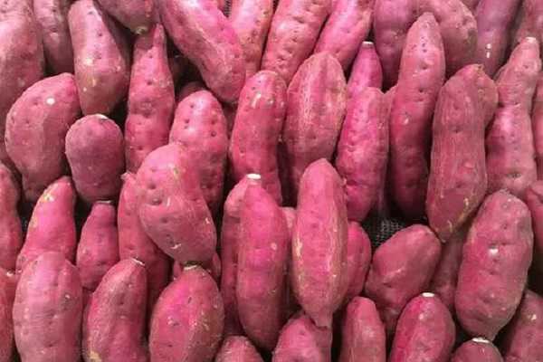 红薯是整个种还是切块种 如何种植成活率高