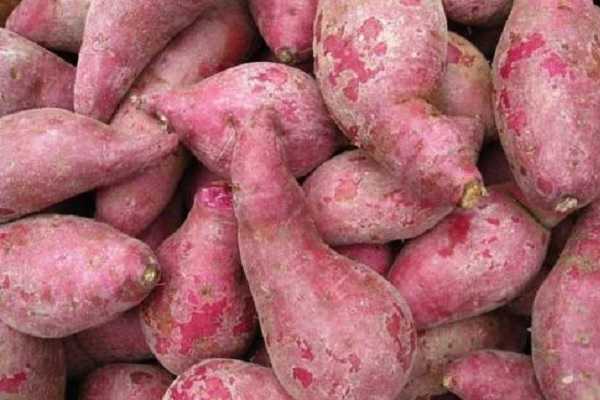 红薯是整个种还是切块种 如何种植成活率高