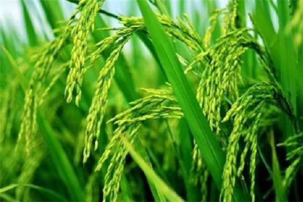 水稻地没有水能不能撒复合肥