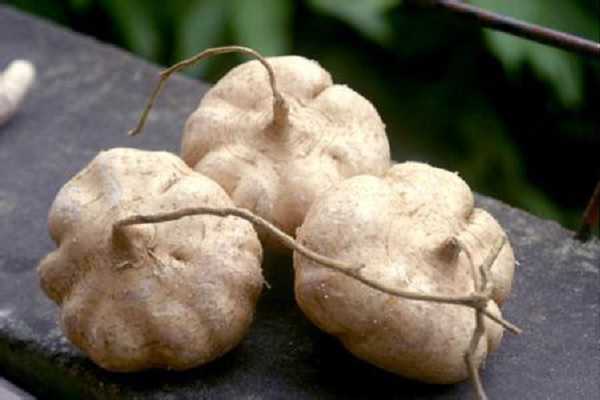 凉薯发芽了怎么种盆栽 方法有哪些
