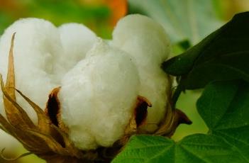 陆地棉 陆地棉的籽指一般在多少克